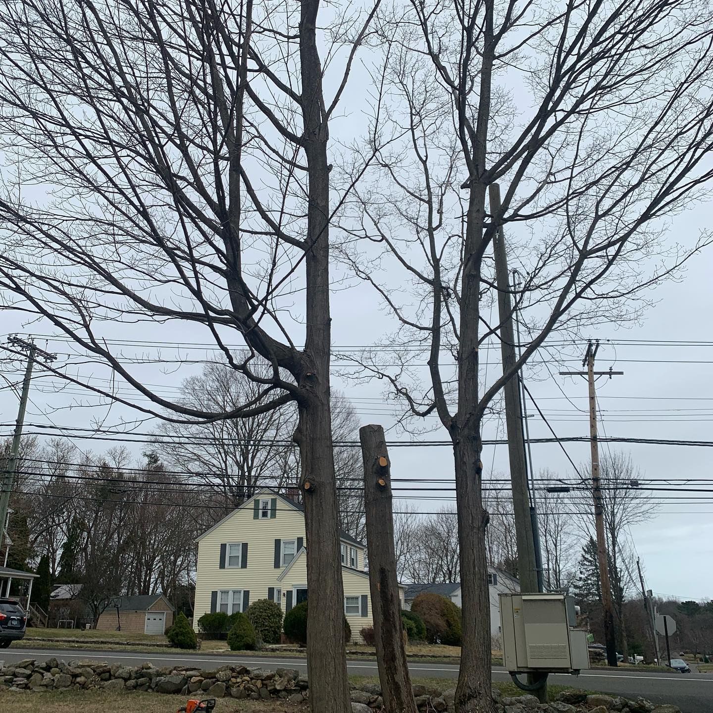 A row of trees with a yellow house in the background