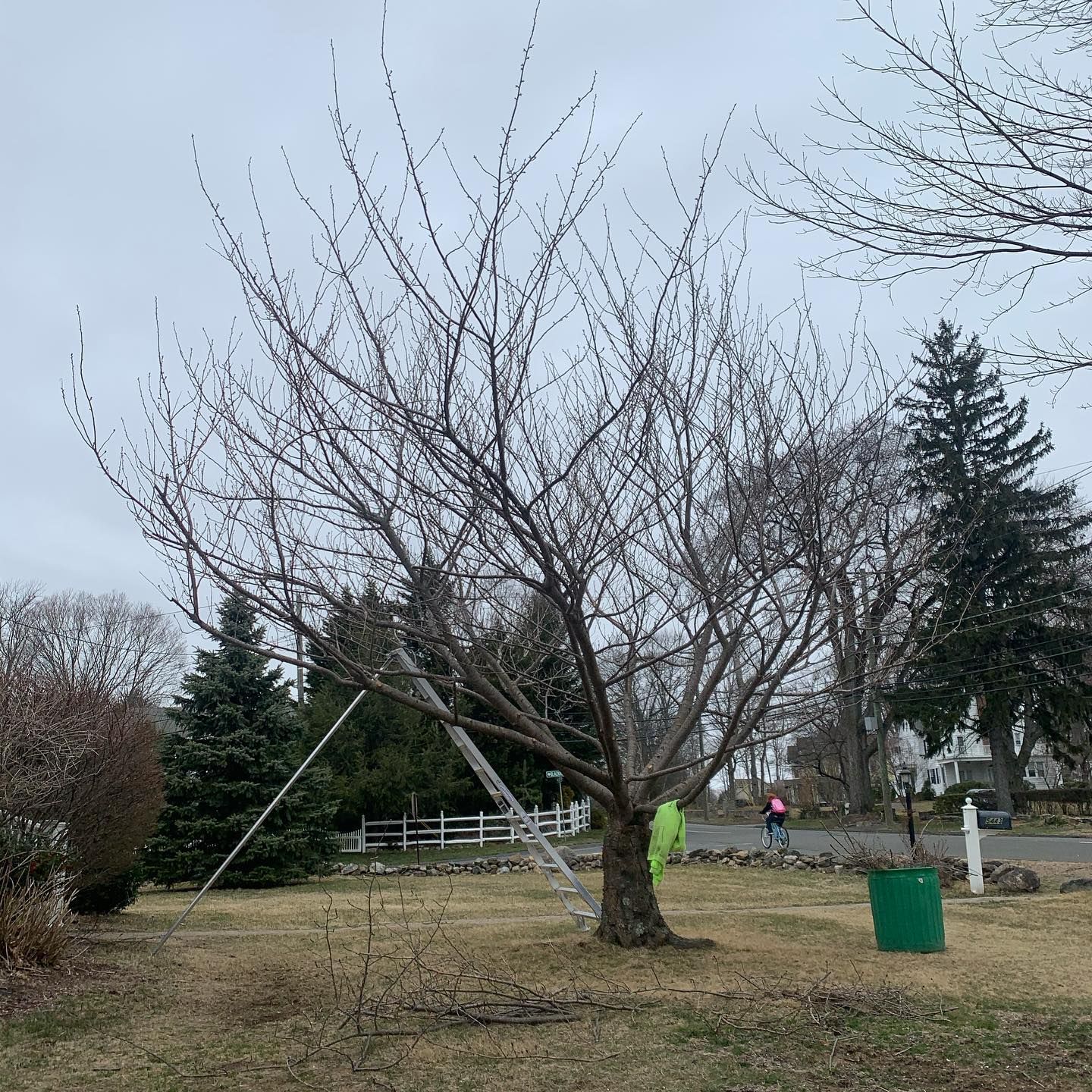 A tree with a lot of branches without leaves in a yard.