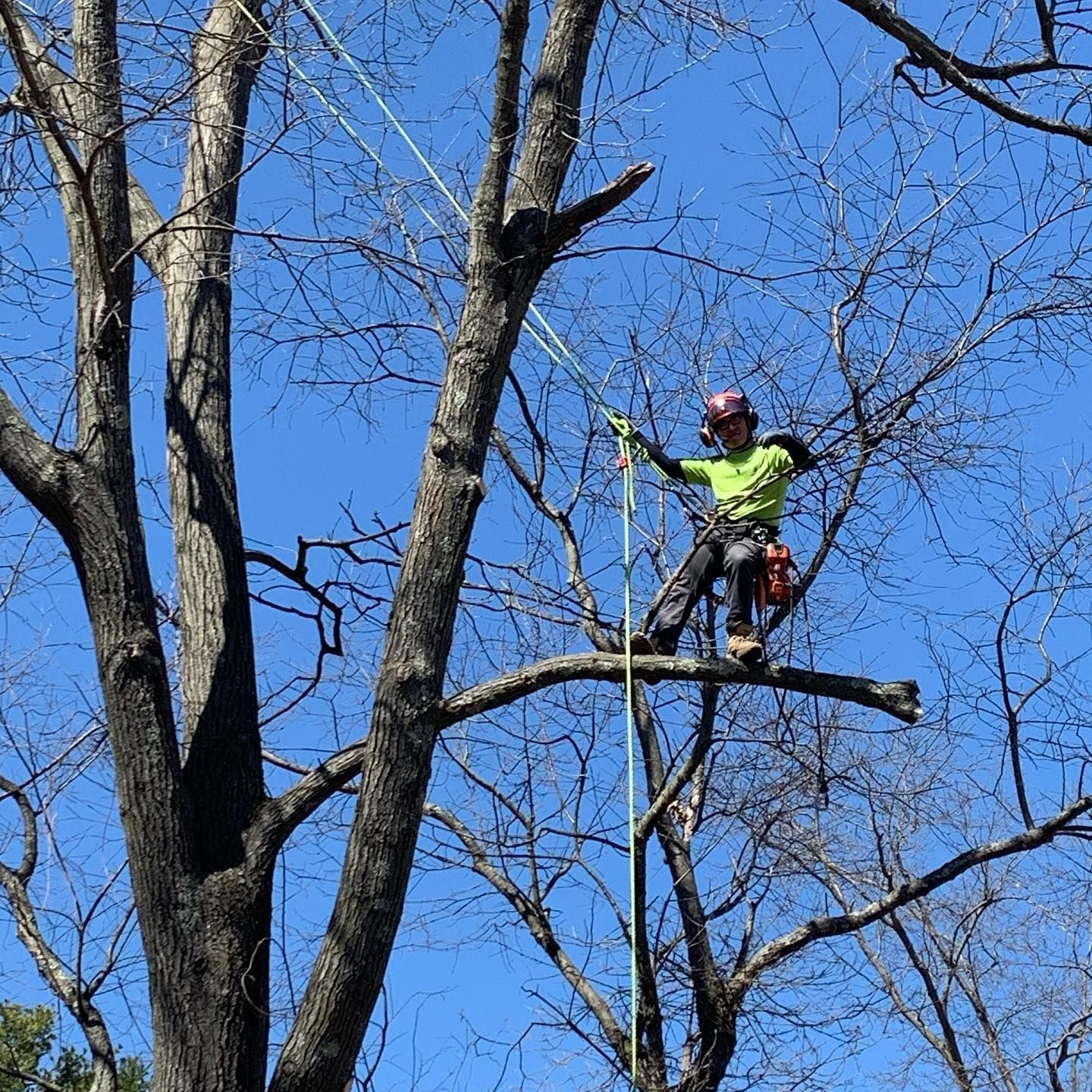 A man is climbing a tree with a chainsaw.