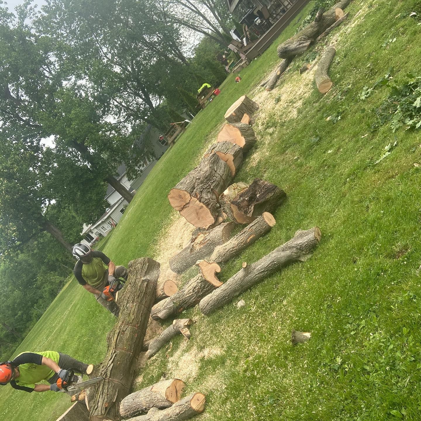 A man is cutting a tree in a park with a chainsaw