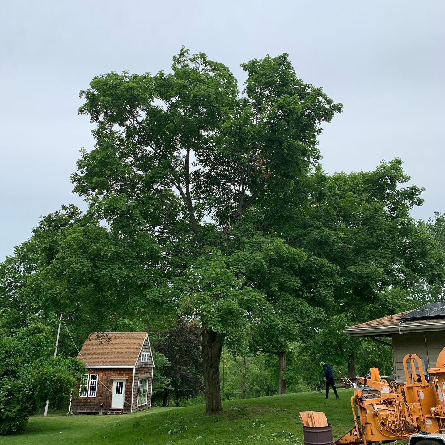 A large tree is in the middle of a yard next to a house.
