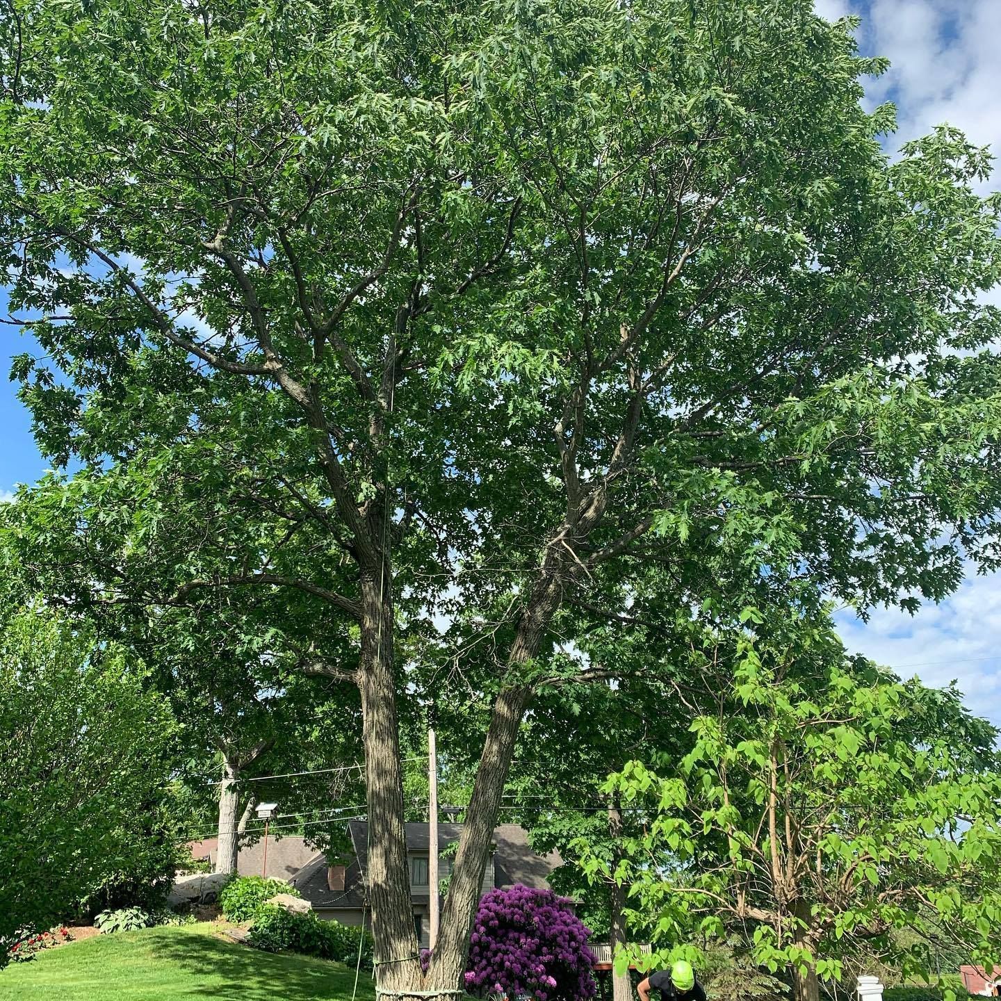 A large tree with lots of leaves is in the middle of a lush green field.