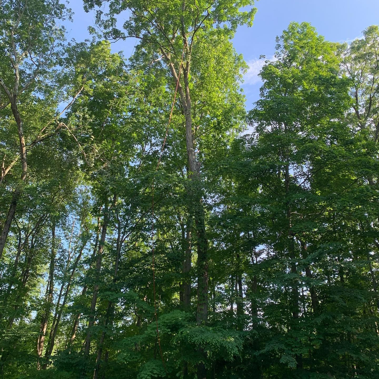 A forest with lots of trees and a blue sky