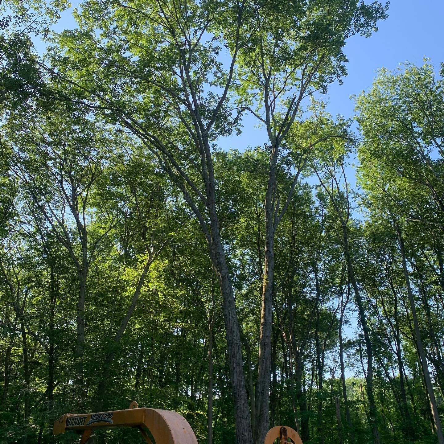 A large tree in the middle of a forest with a tractor in the foreground.