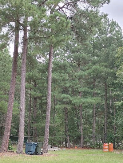 A row of pine trees in a field with barrels in the background.