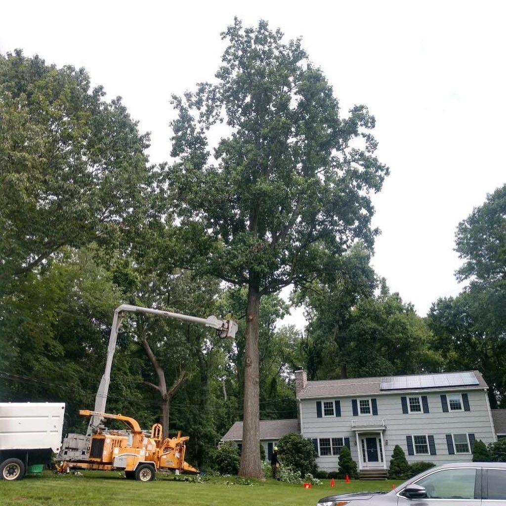 A large tree is being cut down by a machine in front of a house.