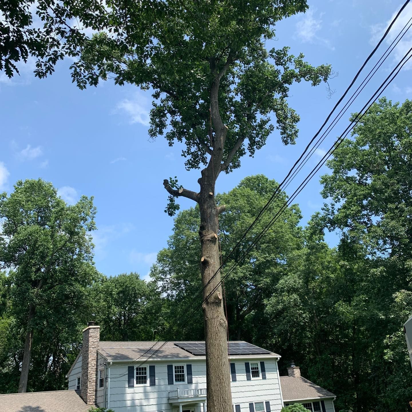 A large tree is standing in front of a house