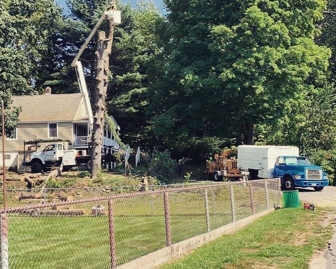 A tree is being cut down in front of a house
