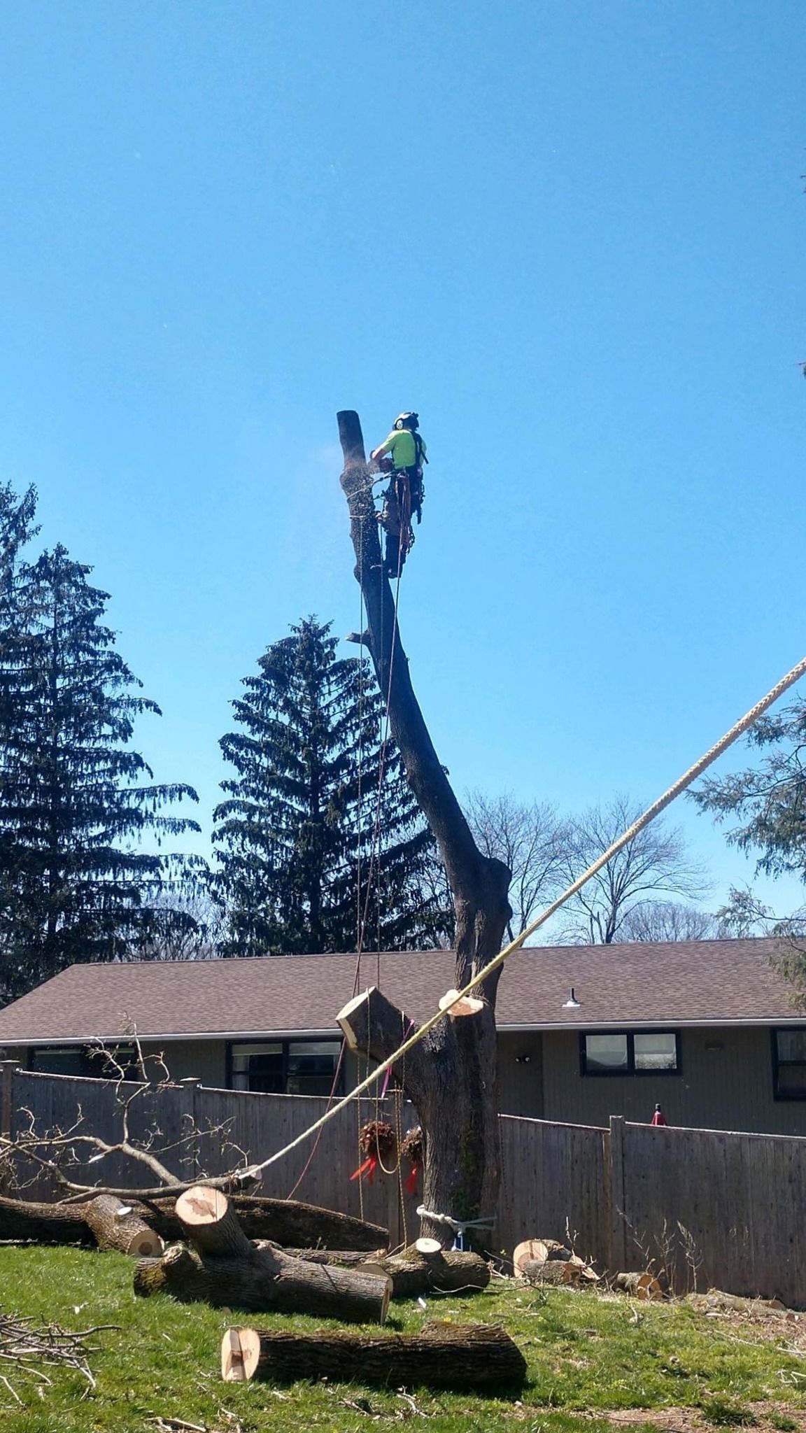 A man is standing on top of a tree with a chainsaw.