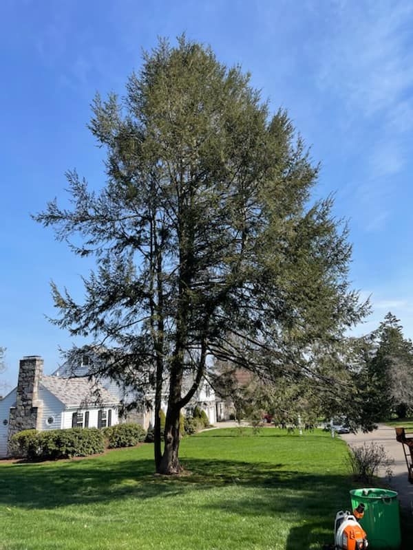 A large tree is in the middle of a lush green lawn in front of a house.
