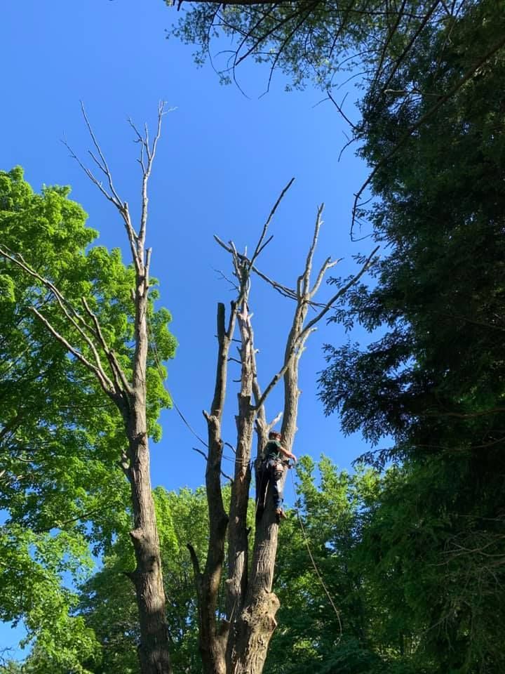 A man is climbing up a tree with a blue sky in the background
