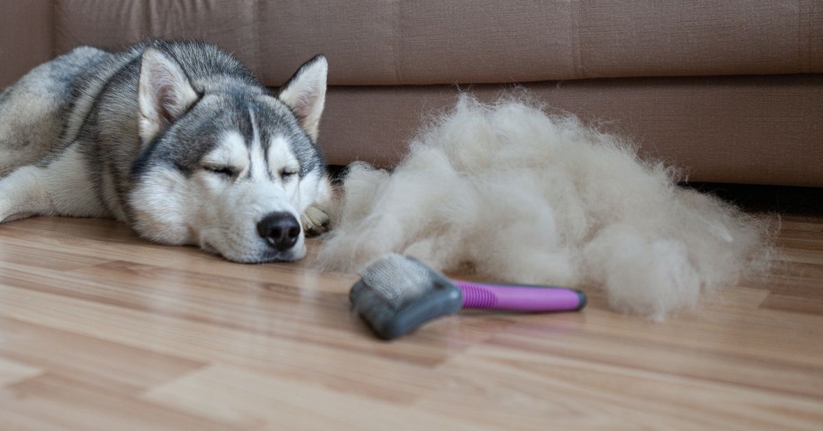 A tired husky laying next to a large pile of hair. There is a shedding brush sitting next to the pile.