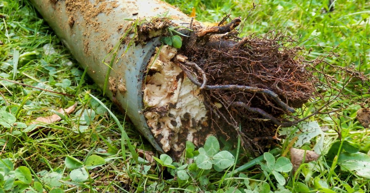 A large, gray-colored pipe full of tree roots is lying on a lawn of grass and clover on a sunny day.
