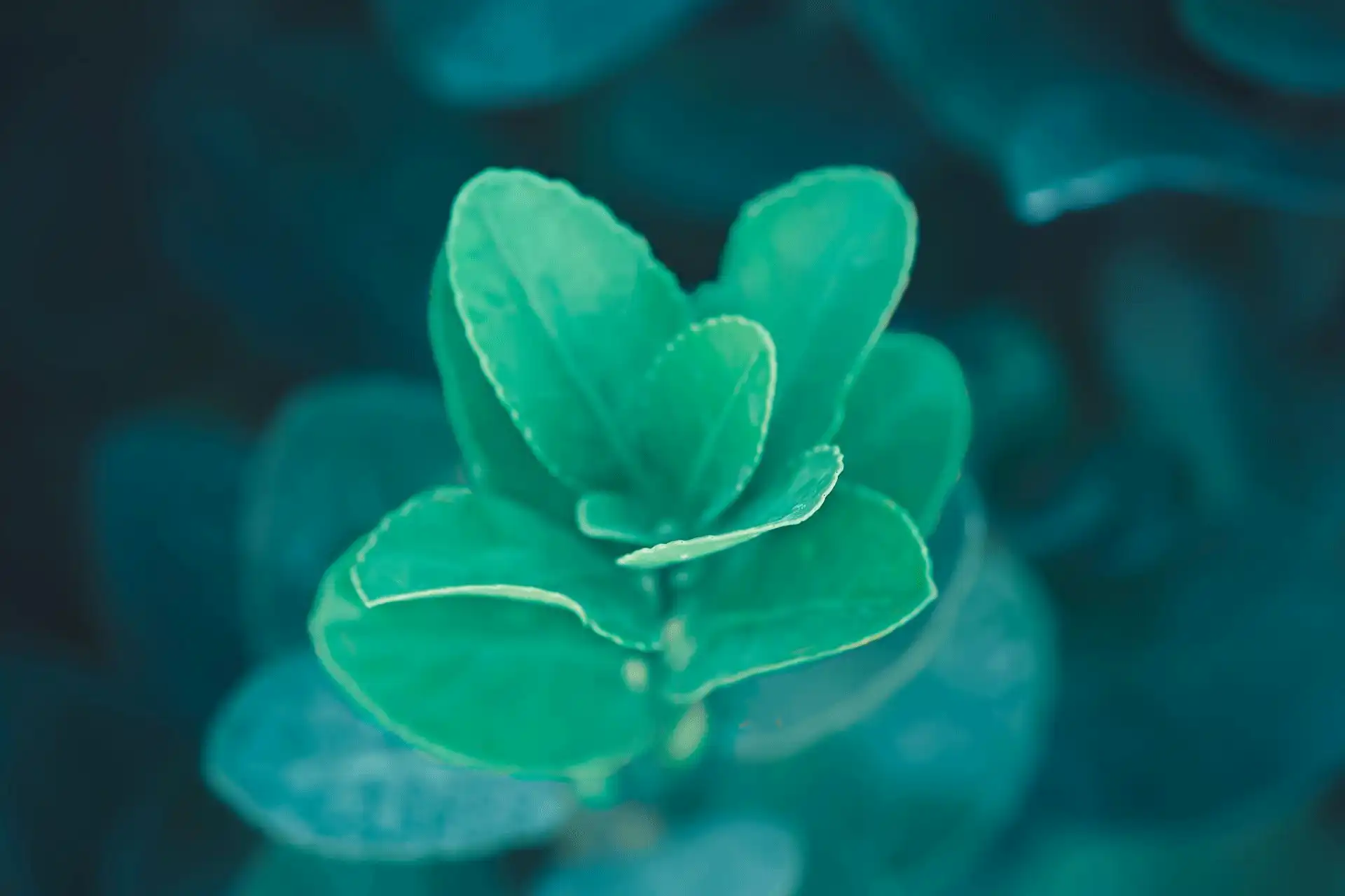 Growing plant