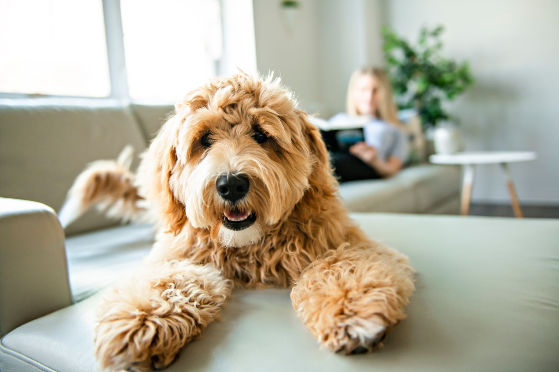Relaxed dog lazing on a sofa in a pet friendly home