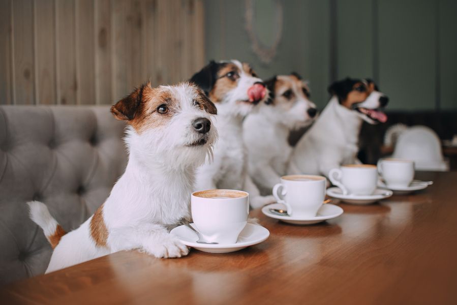 Jack Russells in a dog friendly pub sitting at a table with coffee