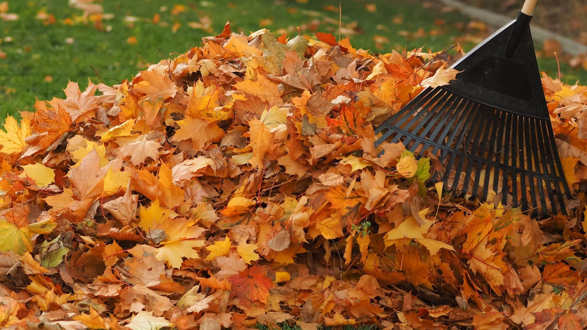 a rake is sitting on top of a pile of leaves .