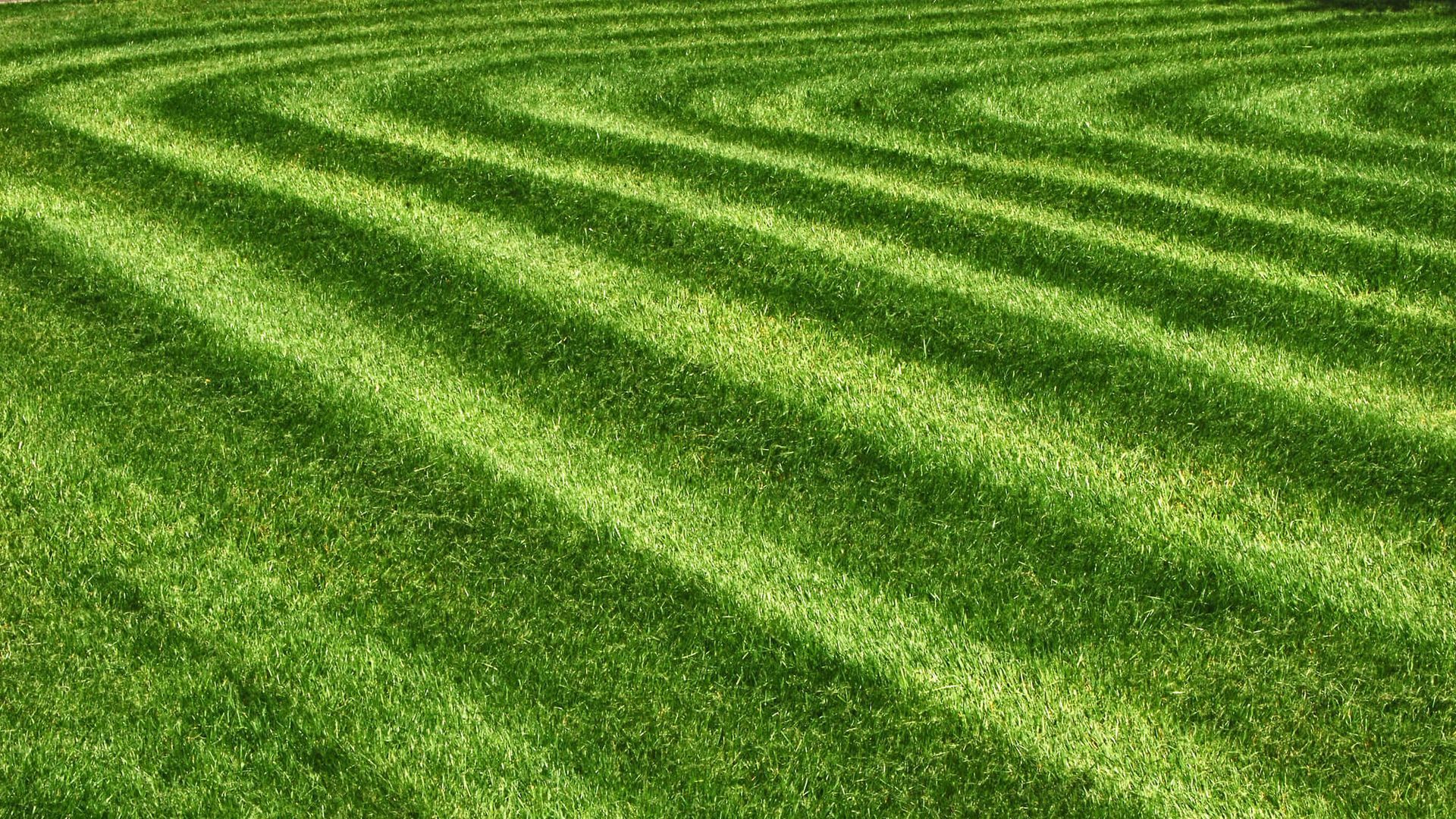 a lush green field of grass with a maze of lines .