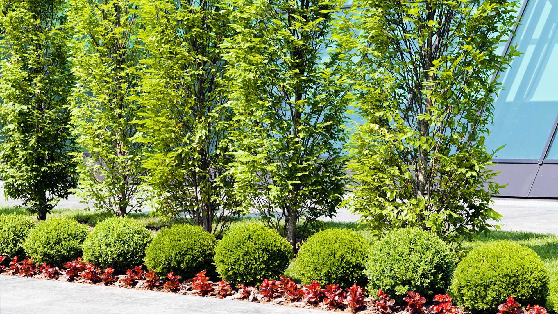 a row of trees and bushes in front of a building.
