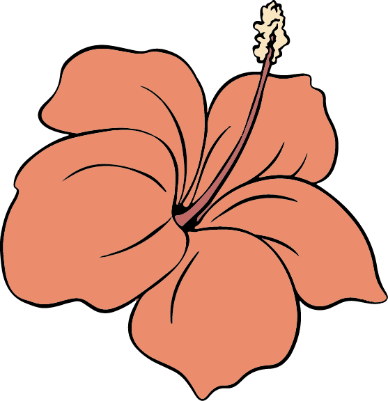 Coral hibiscus flower with a long, central stamen and dark outlines.