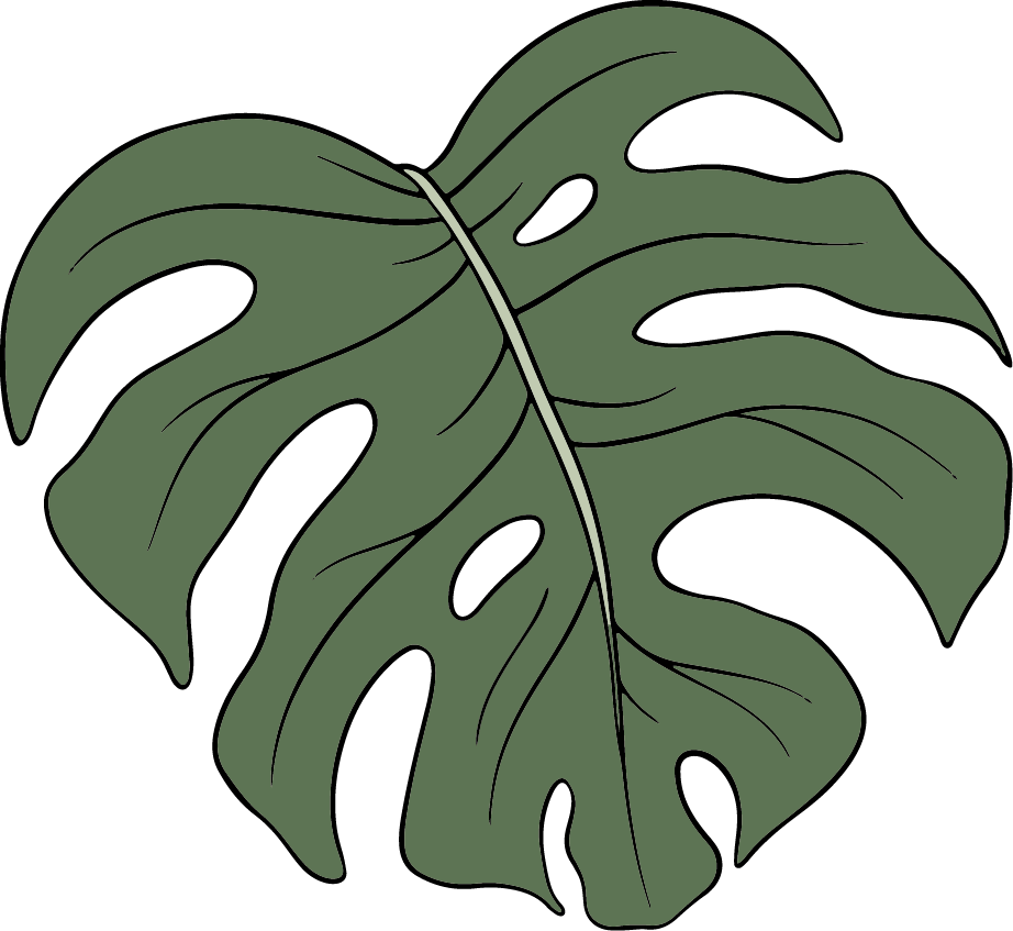A large, dark-green Monstera leaf with a light-green vein, has holes and distinctive edges.