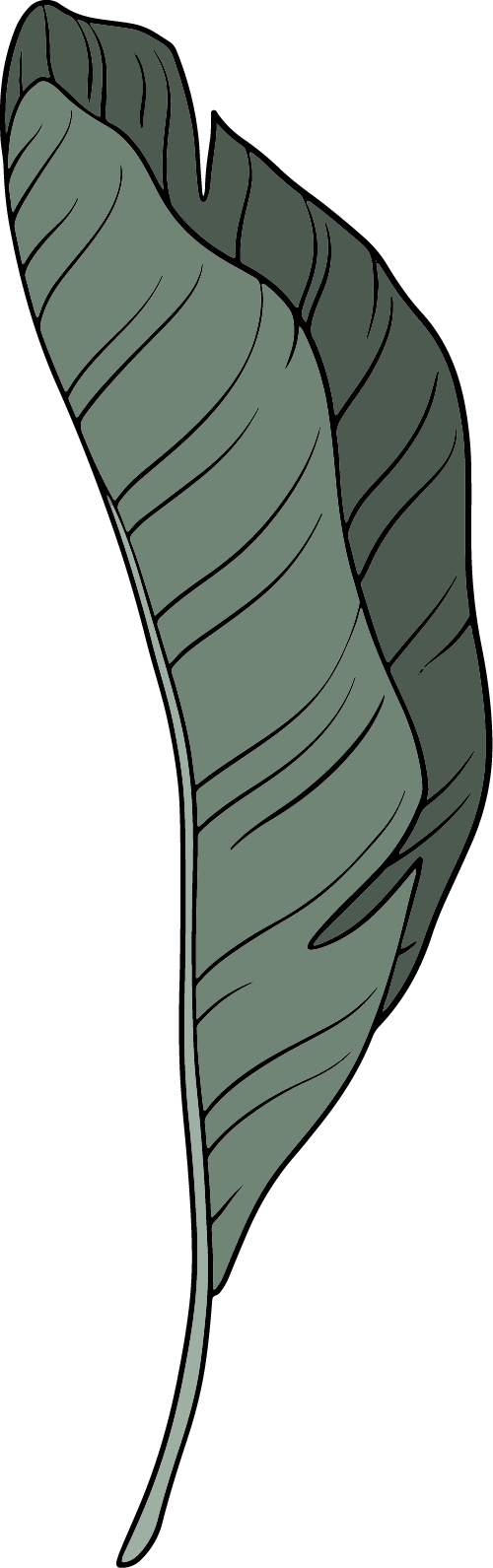 A stylized, light-green tropical leaf with darker shading, drawn with black outlines on a white background.