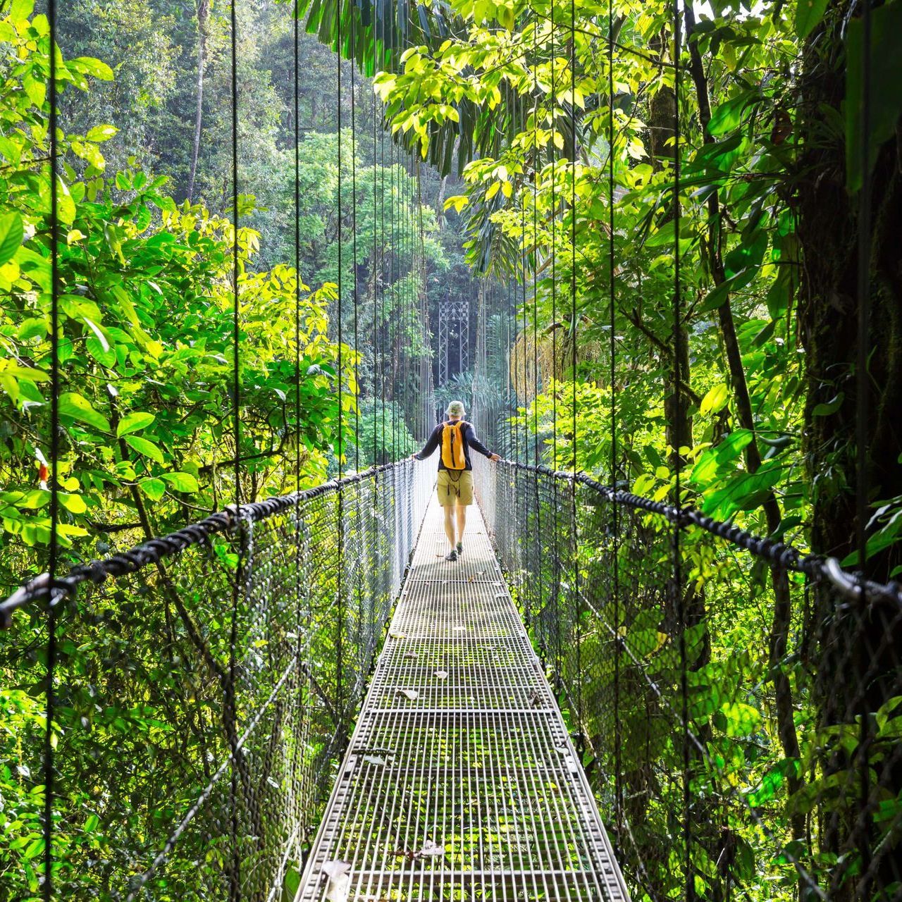 Person walking across a suspension bridge in a lush green rainforest. The bridge is metal, and the surrounding trees
