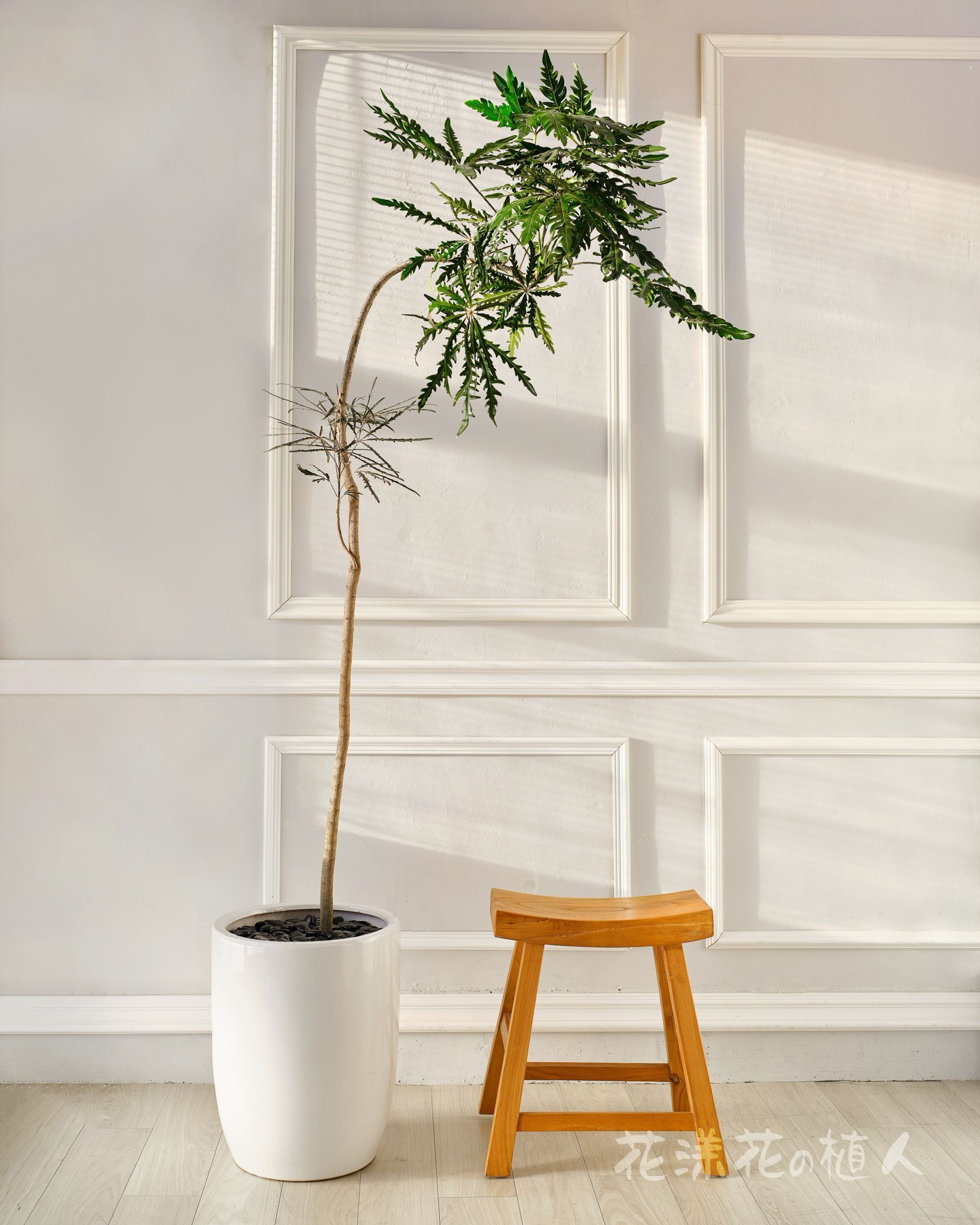 孔雀木・優雅斑斕，綠意點綴空間