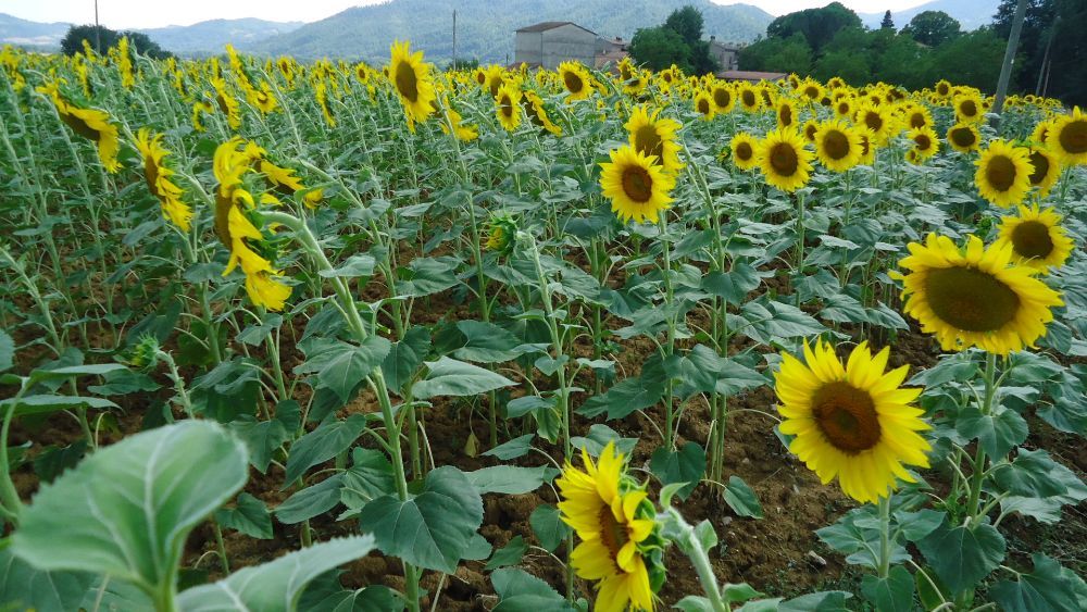 Campo di girasoli