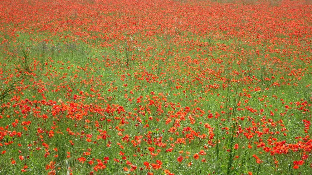 Campo di papaveri