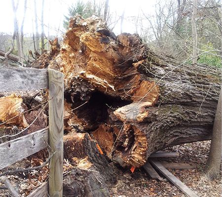 A large, rotted tree lies fallen on the ground next to a weathered wooden fence in a wooded area.
