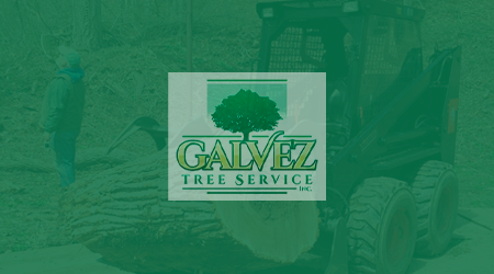 A man is cutting a tree with a chainsaw.