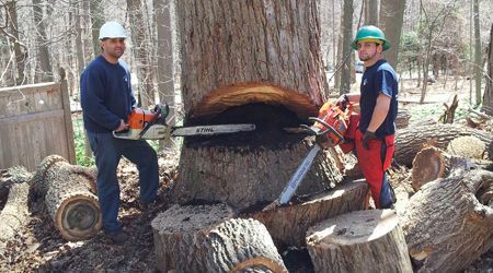 Two workers in hard hats pose with chainsaws while felling a large tree in a wooded area.