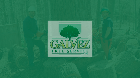 A man is cutting a tree with a chainsaw.