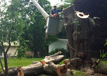 A worker in a bucket lift uses a chainsaw to trim a large, partially cut tree trunk in a residential yard.