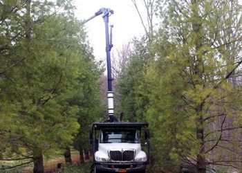 A white bucket truck is parked between two rows of evergreen trees, with its hydraulic arm extended into the branches.