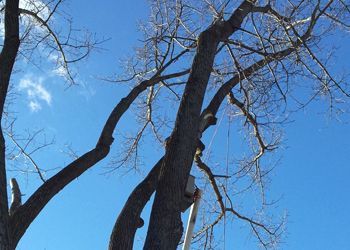 A wooden birdhouse mounted on the trunk of a bare tree against a clear blue sky.
