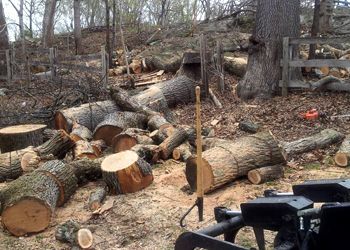 A rural yard filled with many cut-up tree logs, wood chips on the ground, a long-handled log tool, and heavy machinery.