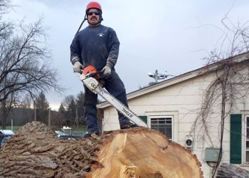 A person in a hard hat and protective gear stands on a large, cut tree stump, holding a Stihl chainsaw near a house.