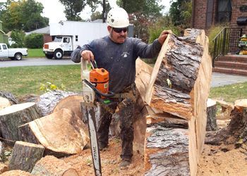 A person wearing safety gear and a hard hat holds a chainsaw while standing next to large, recently cut tree logs.