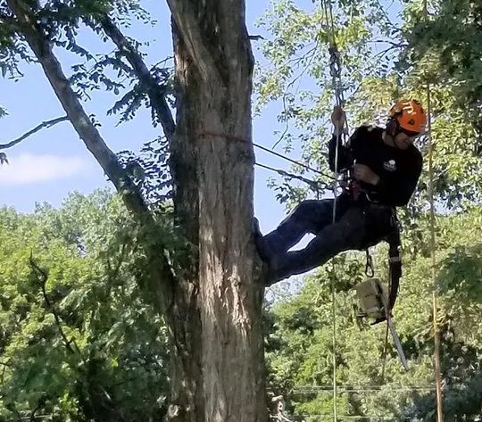An arborist wearing a helmet and climbing gear suspended by ropes while working on a tree.