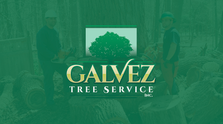 A man is cutting a tree with a chainsaw.