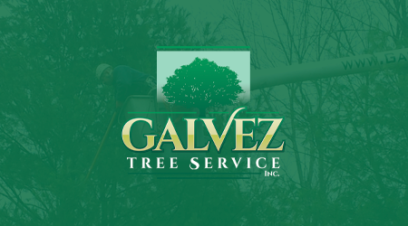 A man is cutting a tree with a chainsaw.