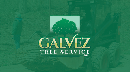 A man is cutting a tree with a chainsaw.