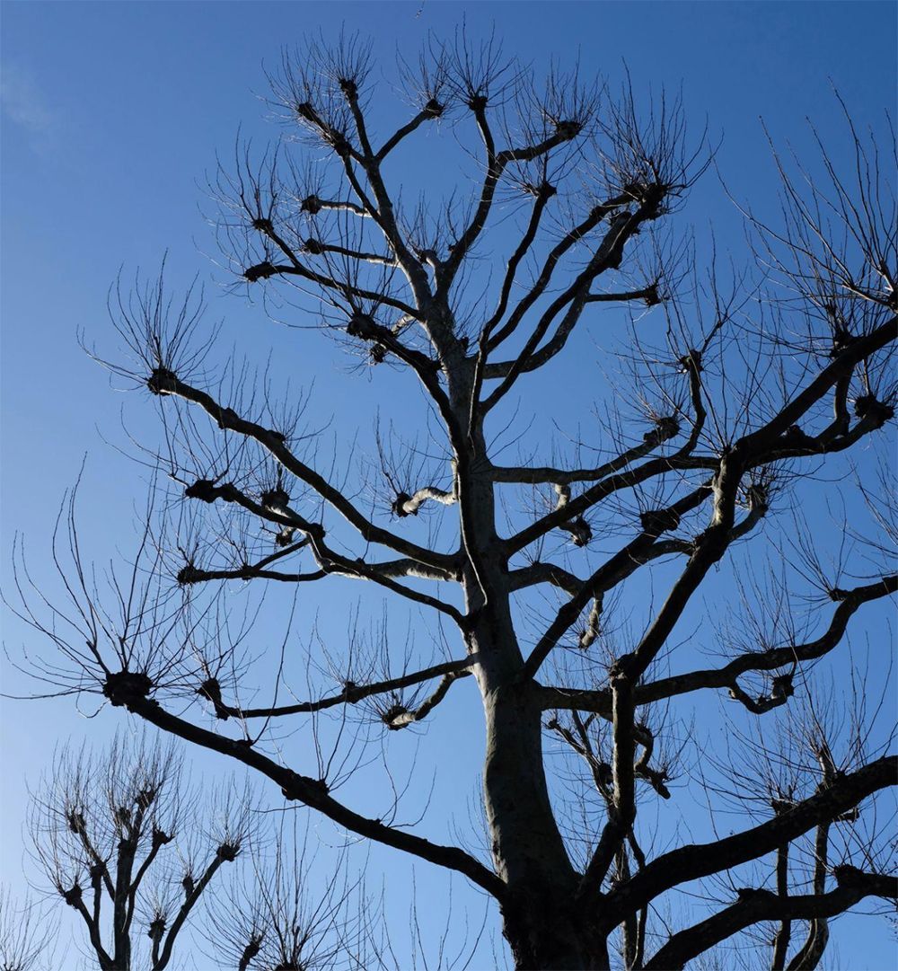 A pollarded tree with a thick trunk and many pruned branches reaching toward a clear blue sky.