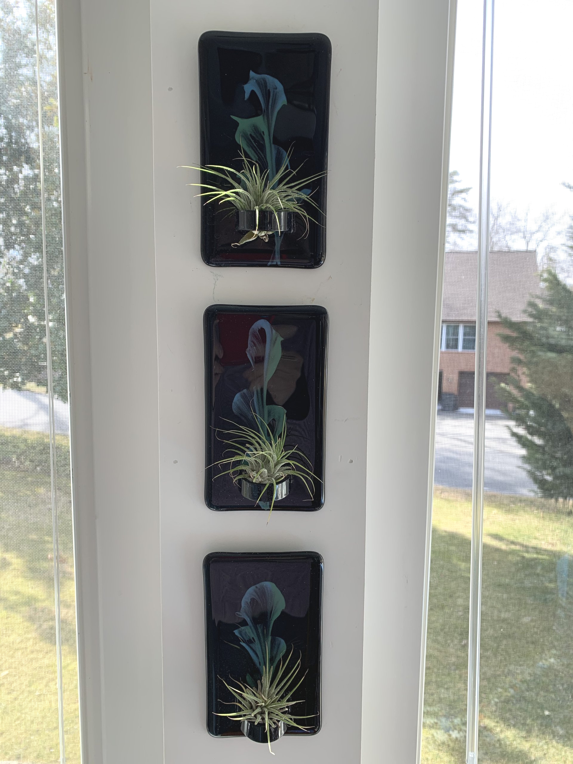 air plant glass wall panel