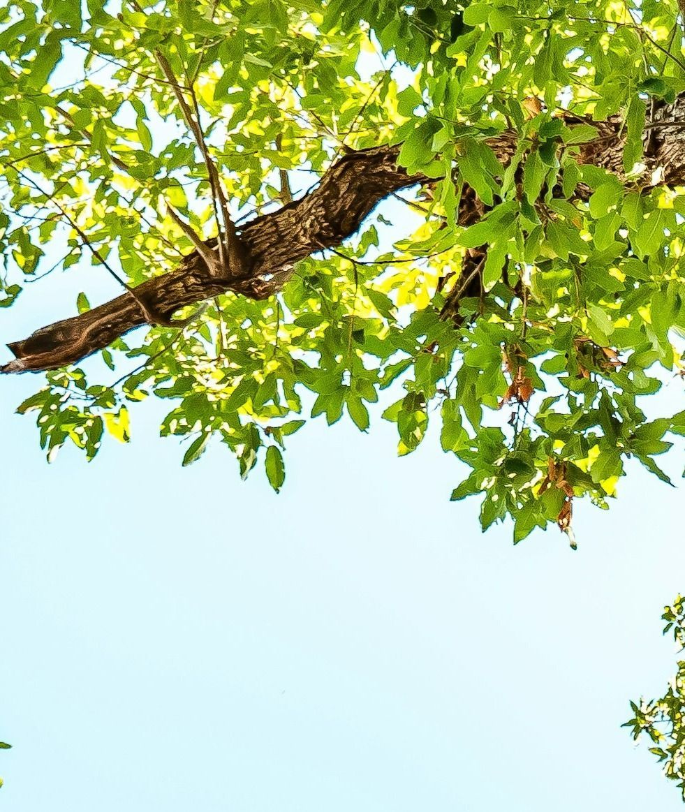 tree-service-edmonds-tree-service