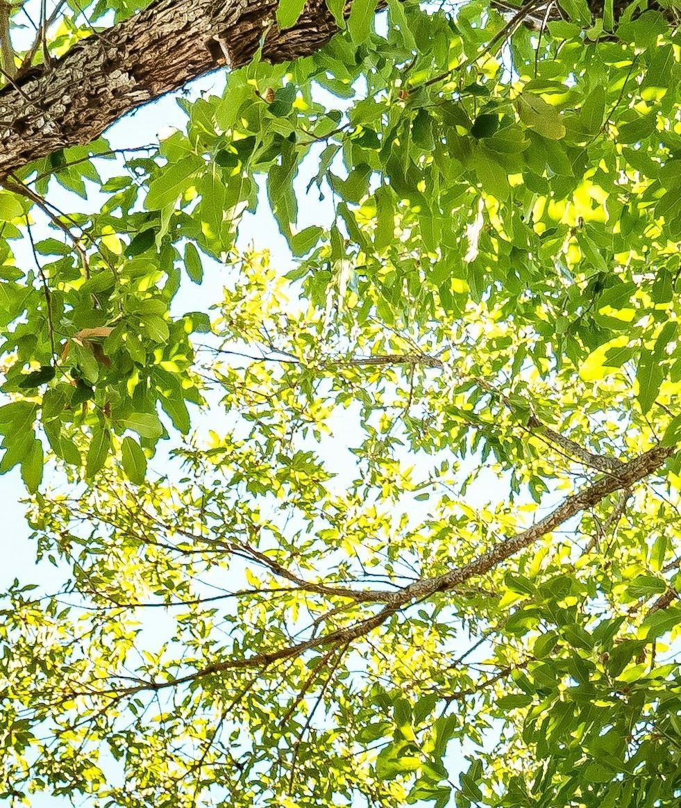 tree-service-edmonds-tree-service