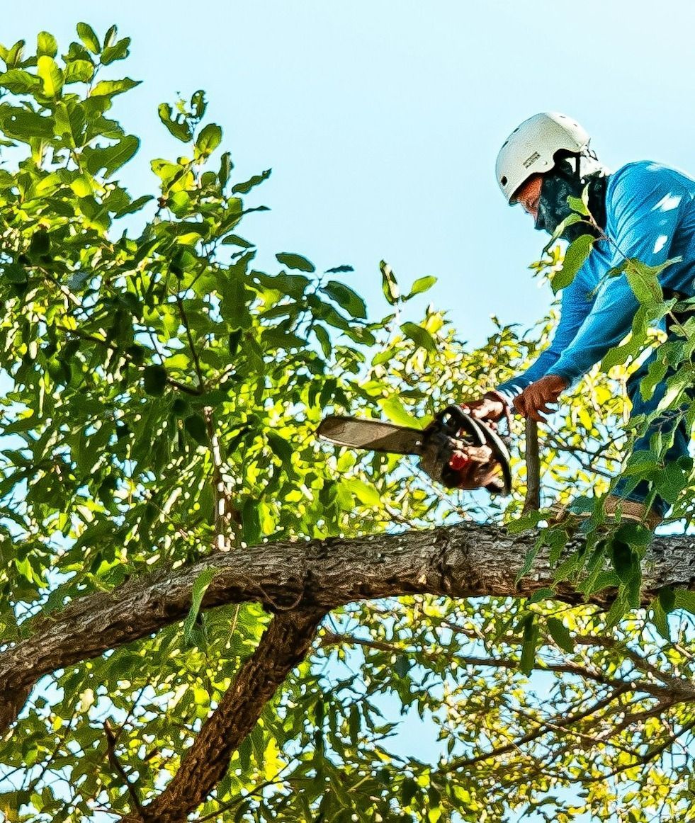tree-service-edmonds-tree-service