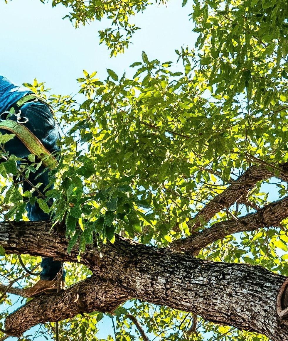 tree-service-edmonds-tree-service